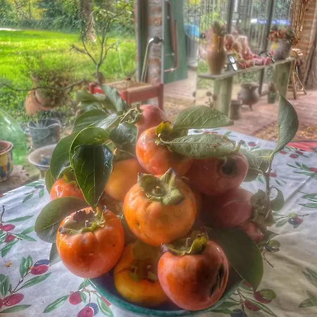 فندق مبيت وإفطار A Casa Di Maica فيرّارا